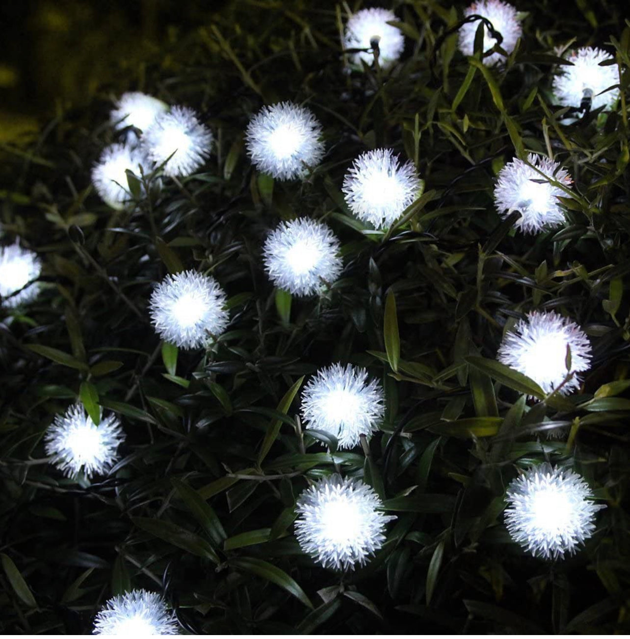 IMG_0728 30 Bright White LED Dandelion Solar Fairy Lights - Image 1